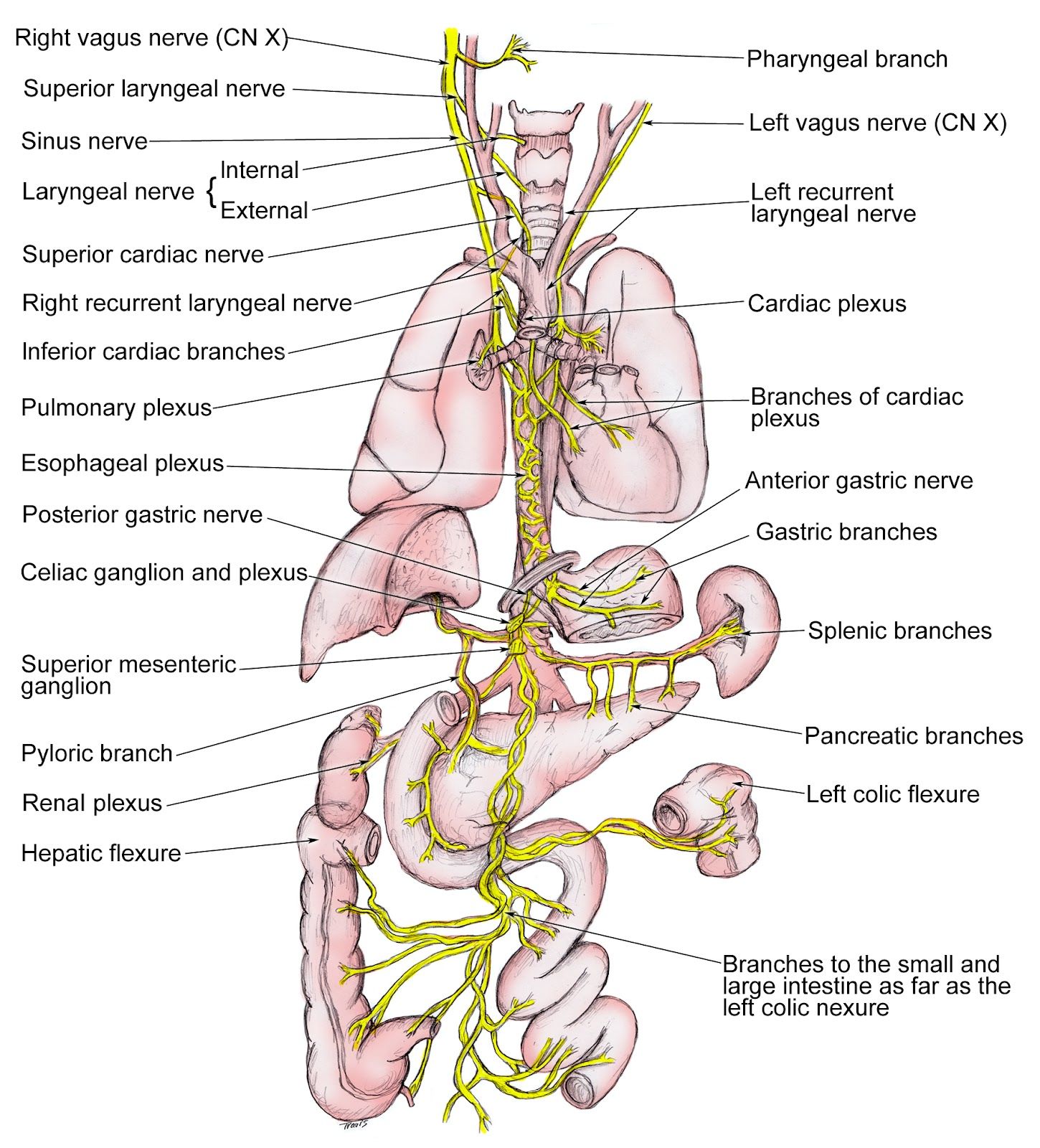 vagus-nerve-earth-s-lab