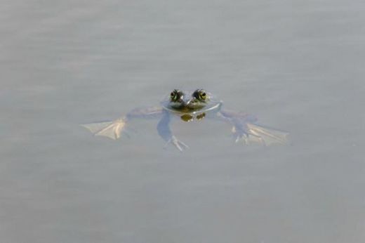 Klik for at forstørre Frog