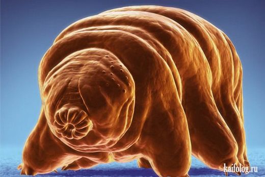  tardigrades