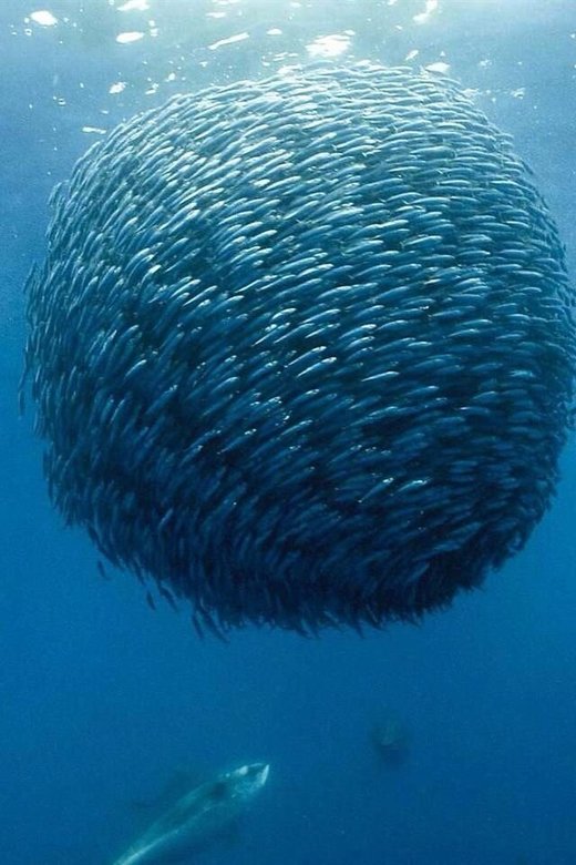 Fish Shoal