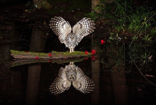 Owl amd water image