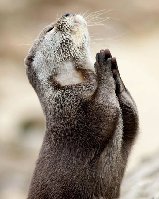 More fish please Otter