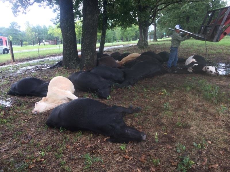 cows killed by lightning