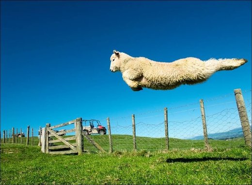 New Zeeland lamb