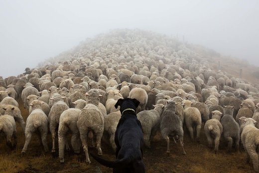 NZ lambs