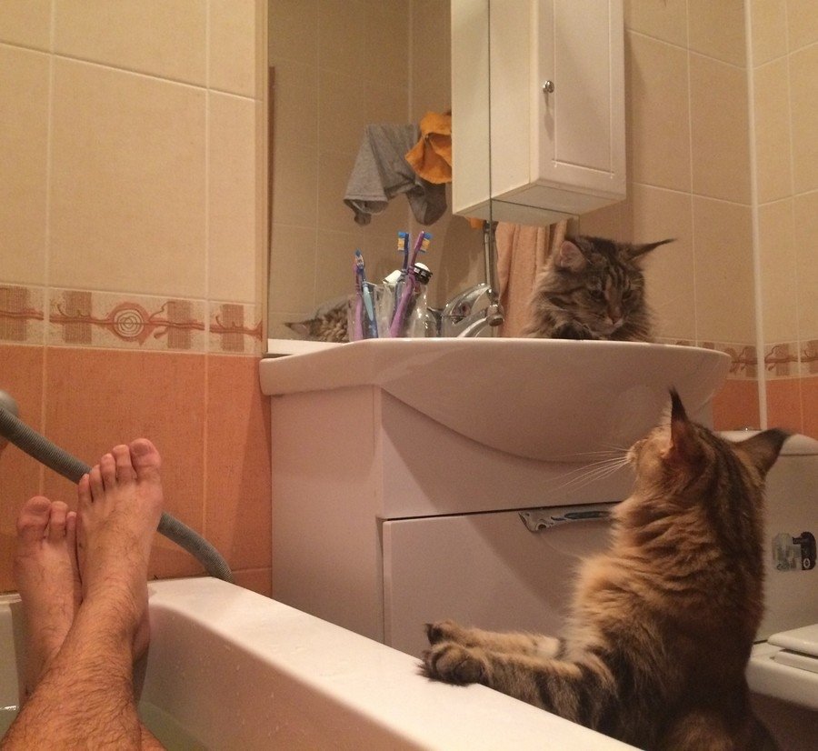 Maine Coon