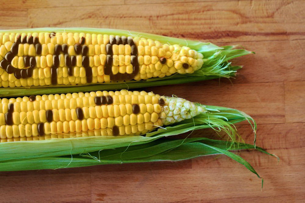 GMO_maize