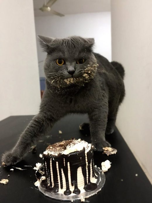 Cake Cat