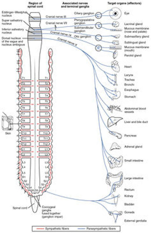 Yoga spine vagus nerve parasmypathetic nervous system