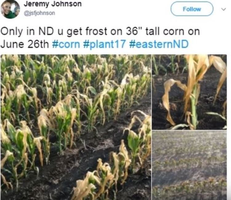 US corn losses