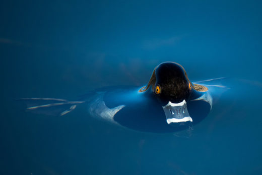 Ring-necked duck