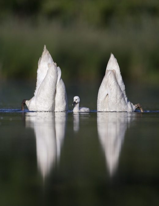 Swans