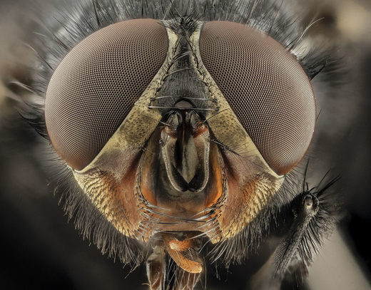 Blue bottle eyes - Calliphora_vicina