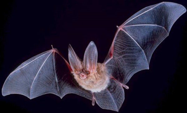 Pentagon bats