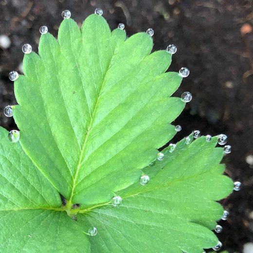 drops of water