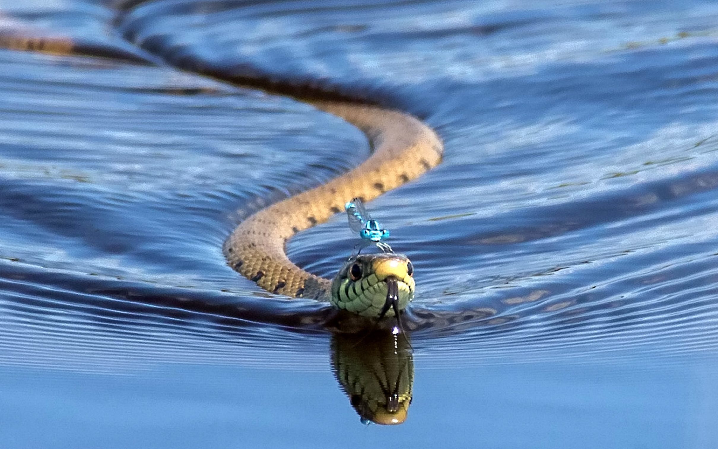 Snake swimmer