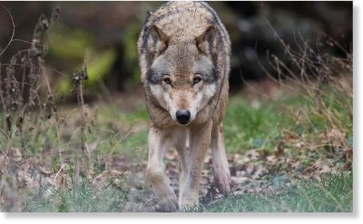 Klik for at forstørre Wolf