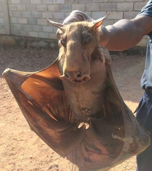 Hammer-headed bat