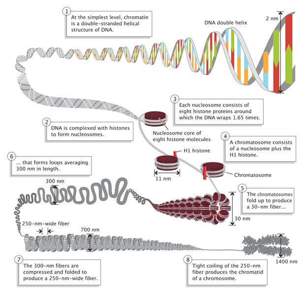 DNA folding
