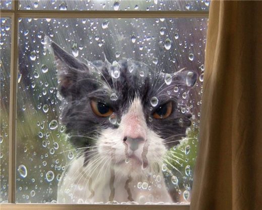 Wet Cat
