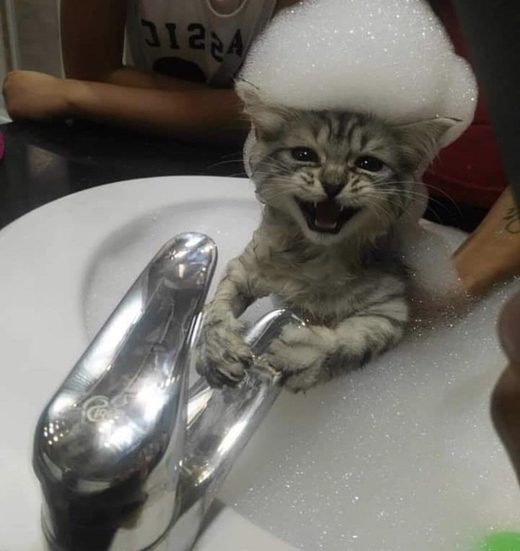 Some cats are more equal than others