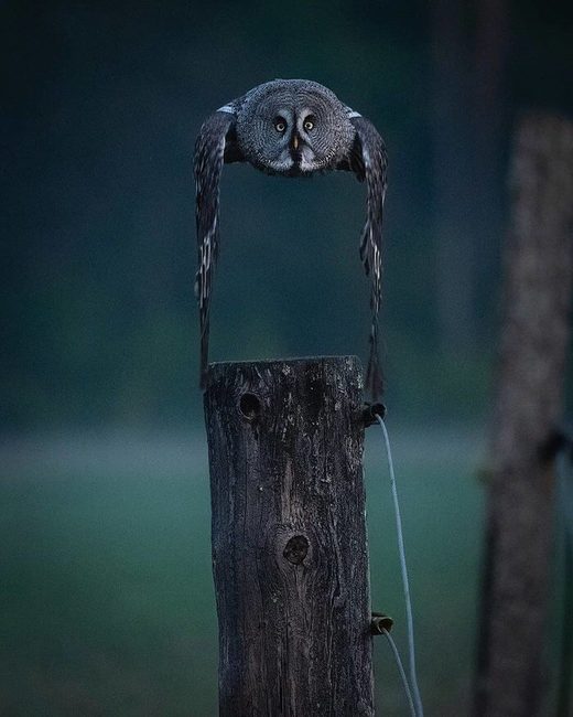 The Owls Are Not What They Seem