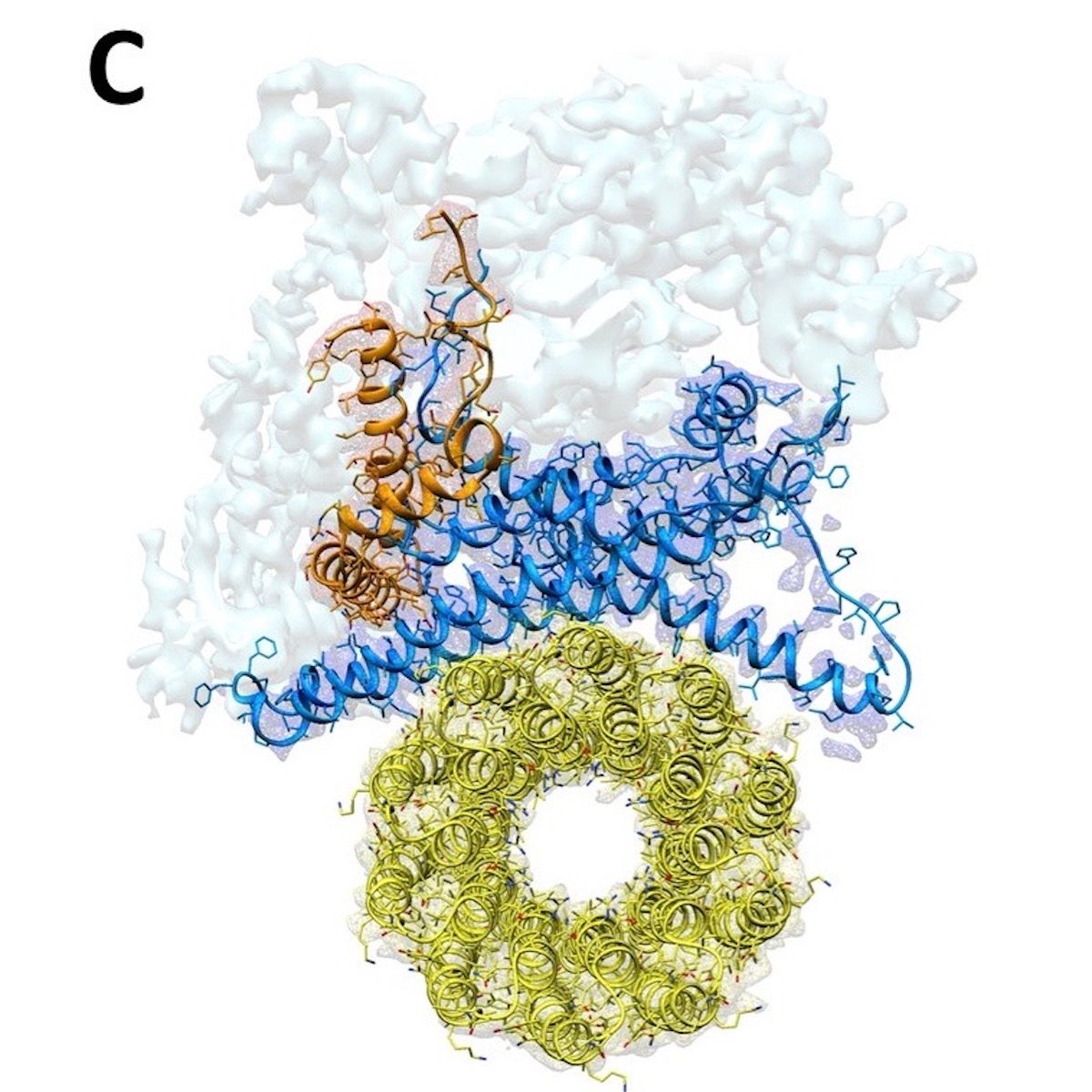 atp synthase