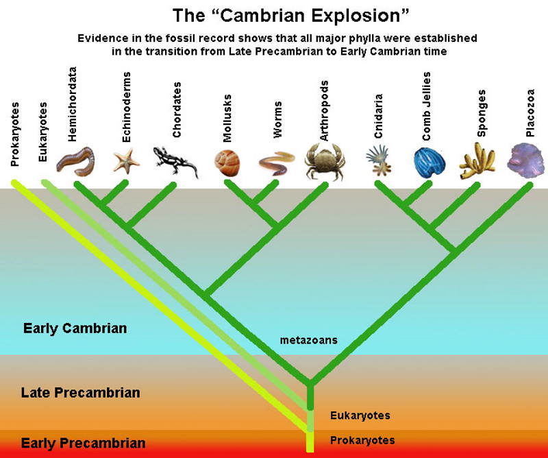cambrian explosion evolution darwinism