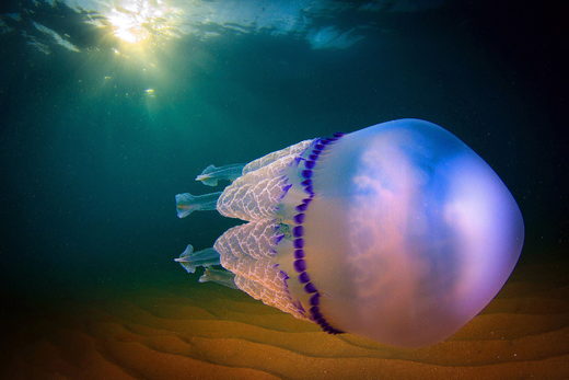 Hybrid propulsion