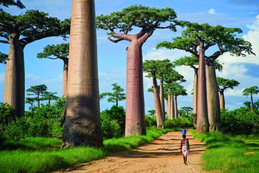 Avenue of the Baobabs