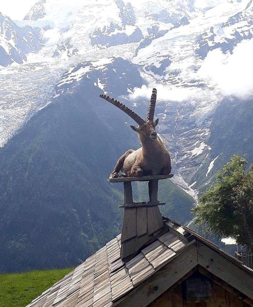 Meditating Goat