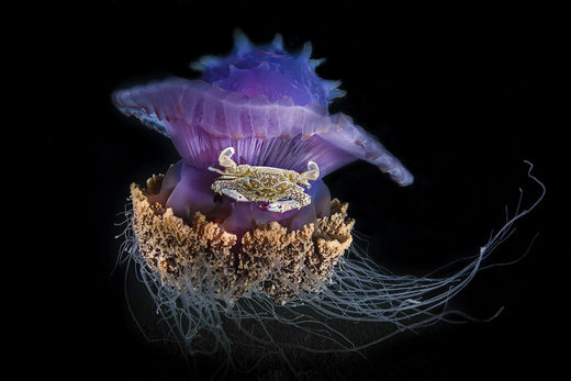 Jellyfisc Crab