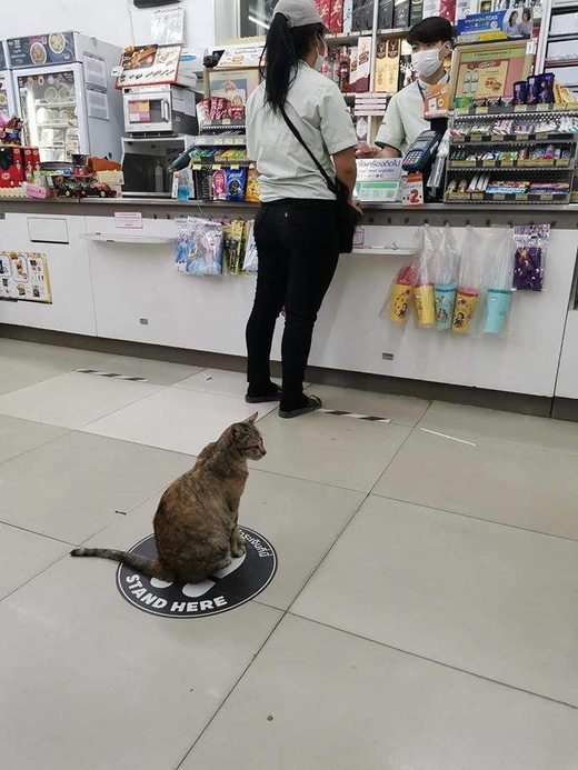 Klik for at forstørre Stand here cat