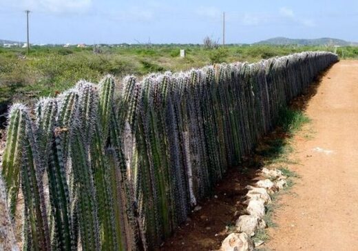 Fence