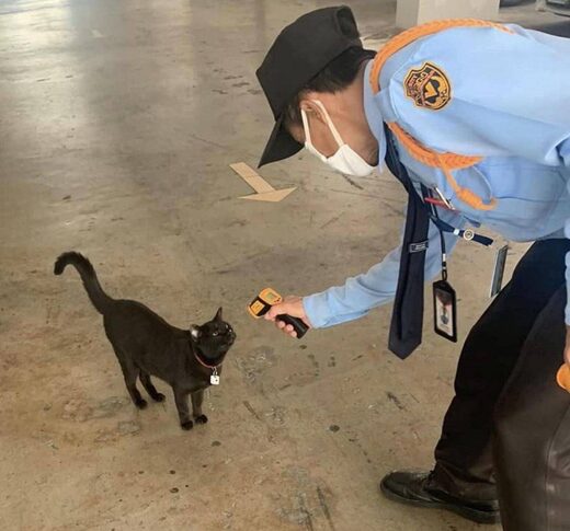 Beware of black cats...