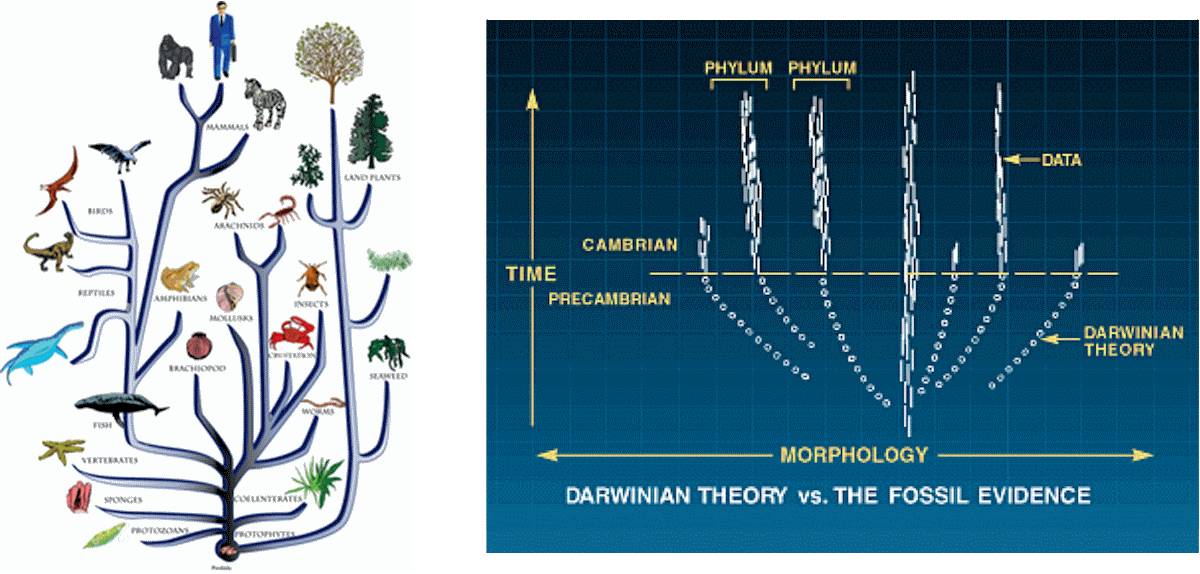 Evolutionary tree versus actual data