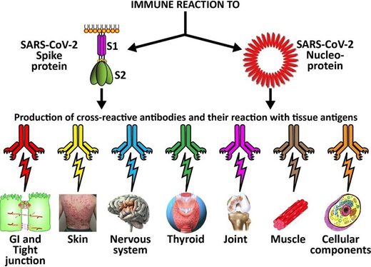 Immune reactivity covid