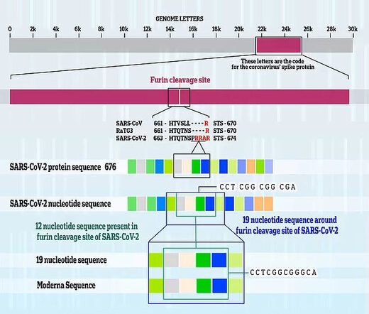 Klik for at forstørre SARS-CoV-2 genetic code